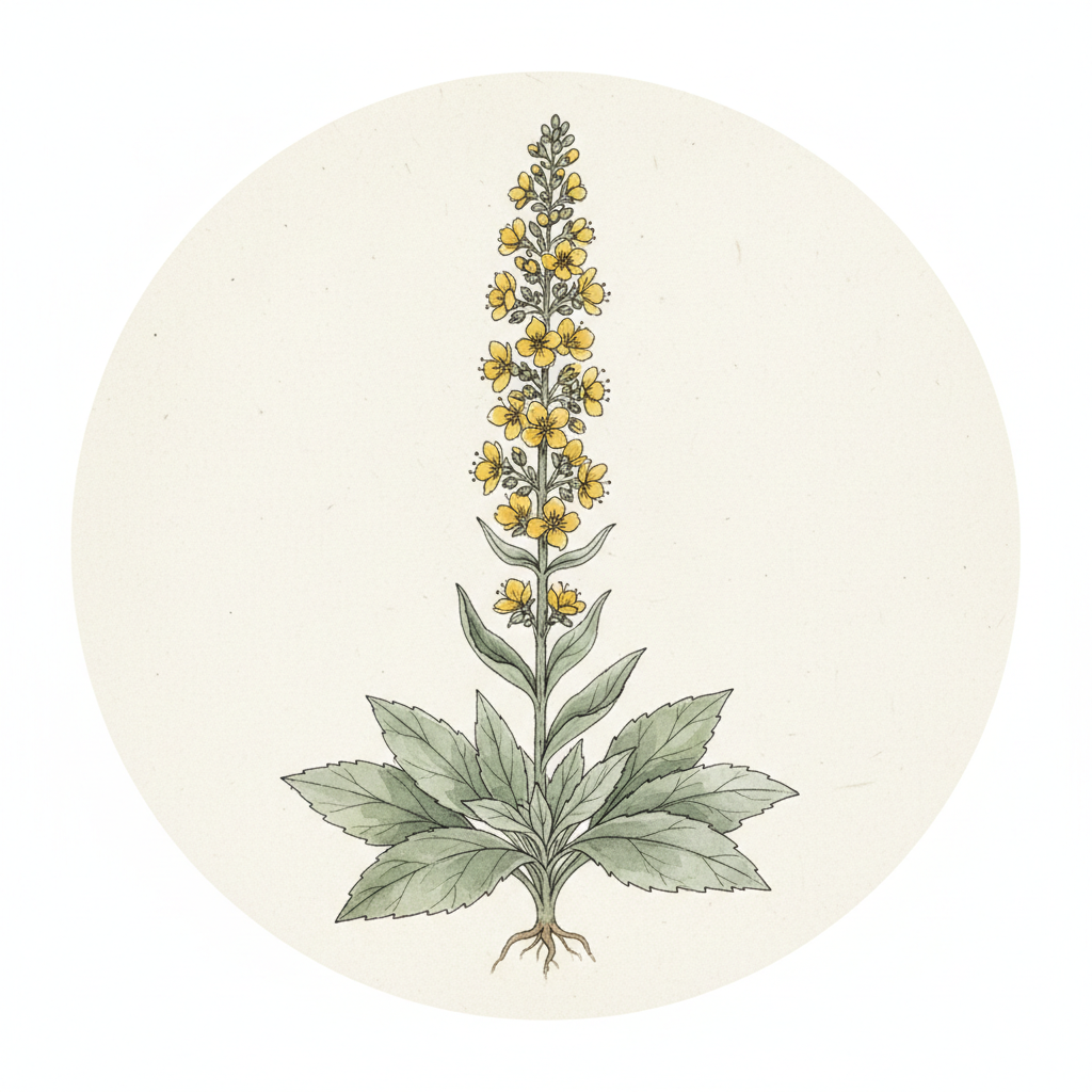 Mullein (Verbascum thapsus)